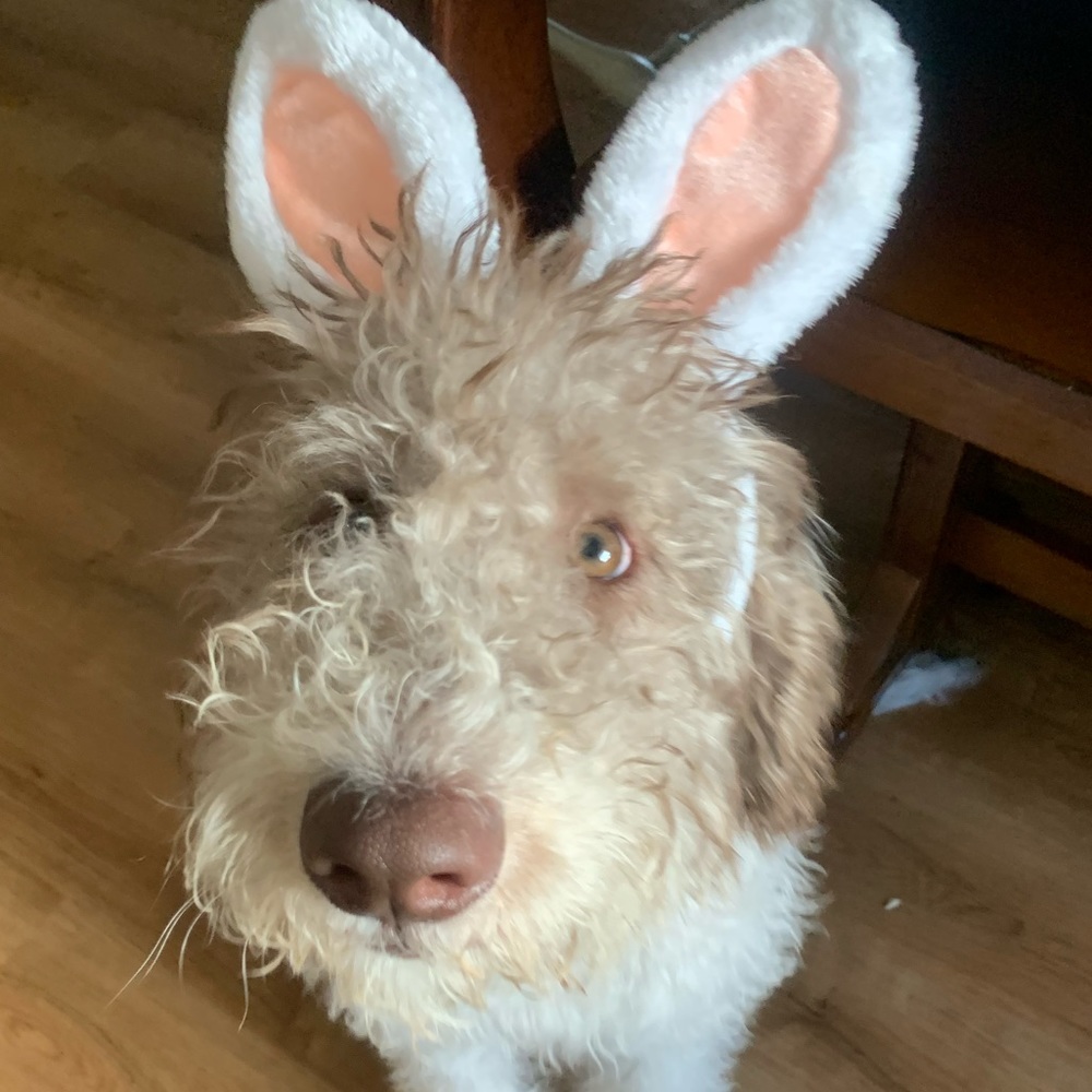 Meet your Posher, Lucy